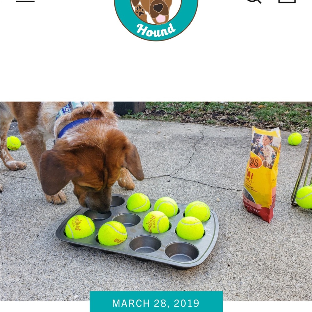 Dog 🐾 Enrichment - Picture 3 of 3